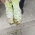 青莴笋，大量上市全国发货，欢迎进店沟通，选购