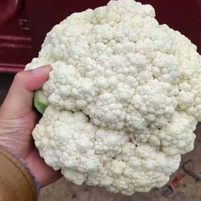 精品松花菜菜花大量上市品质保证量大从优一手货源