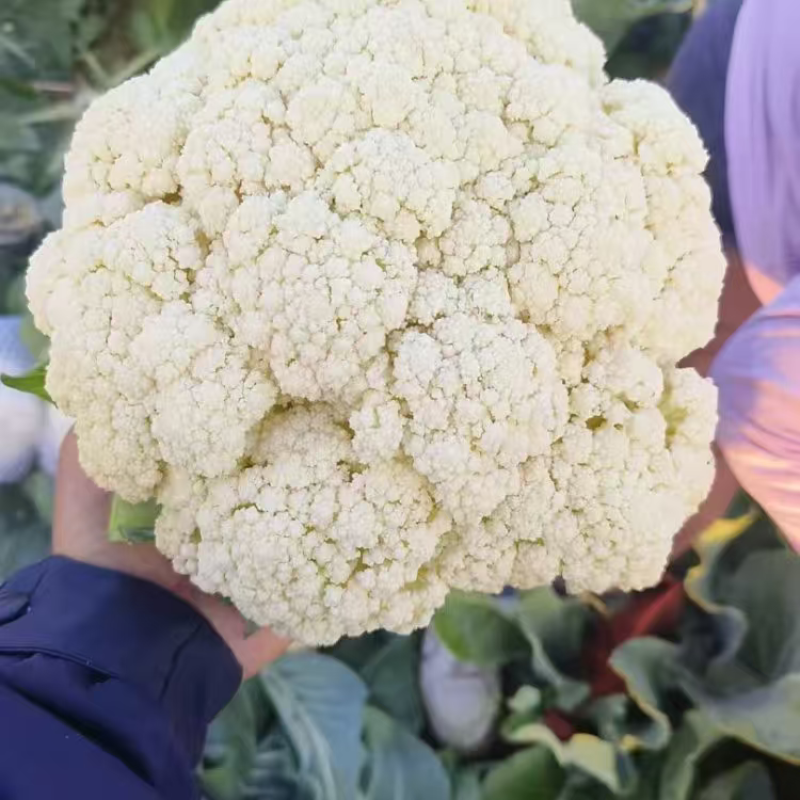 精品松花菜菜花大量上市品质保证量大从优一手货源