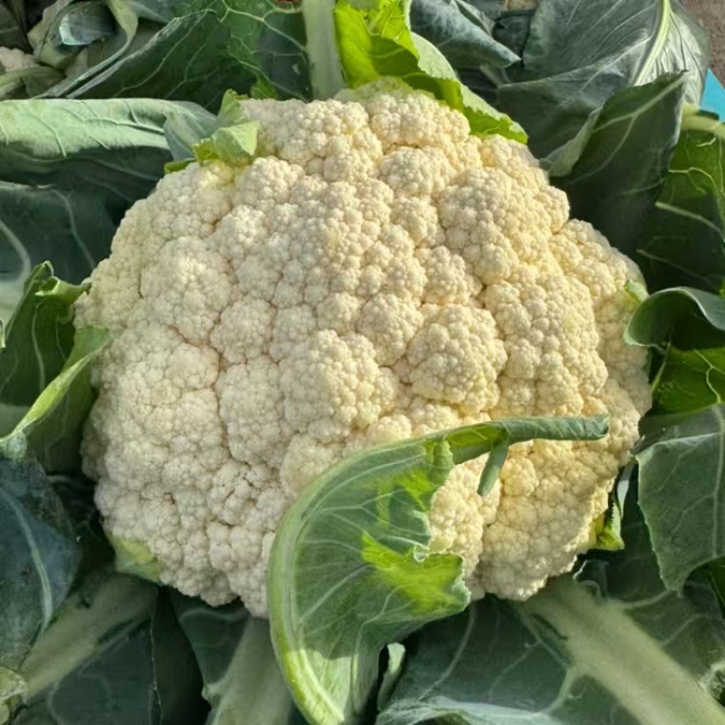 精品松花菜菜花大量上市品质保证量大从优一手货源