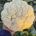 精品松花菜菜花大量上市品质保证量大从优一手货源