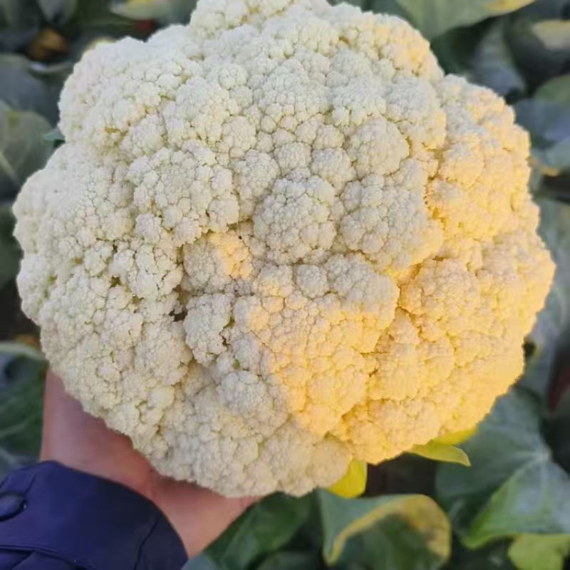 精品松花菜菜花大量上市品质保证量大从优一手货源