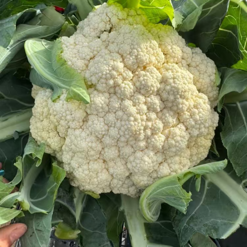 精品松花菜菜花大量上市品质保证量大从优一手货源