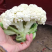 精品松花菜菜花大量上市品质保证量大从优一手货源