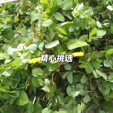 甘肃定西岷县野生淫羊藿