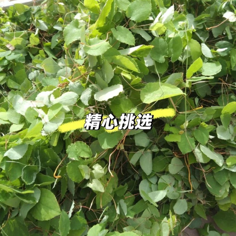 甘肃定西岷县野生淫羊藿