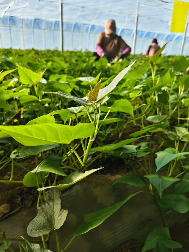 烟薯25红薯苗货源充足产地直发量大从优欢迎咨询