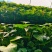 烟薯25红薯苗货源充足产地直发量大从优欢迎咨询