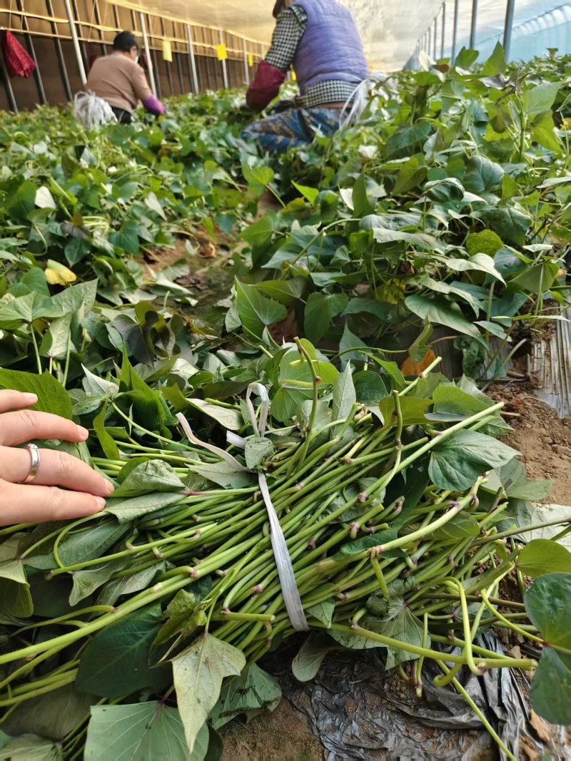烟薯25红薯苗货源充足产地直发量大从优欢迎咨询