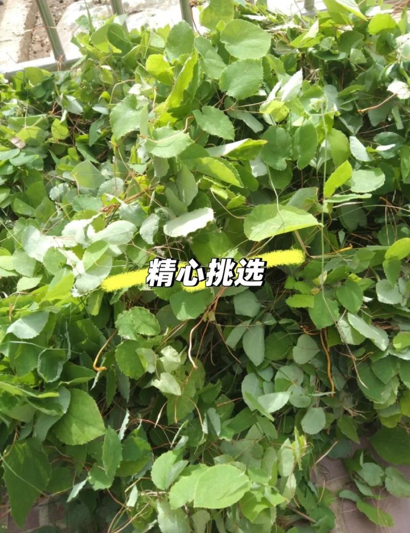 甘肃定西岷县野生淫羊藿