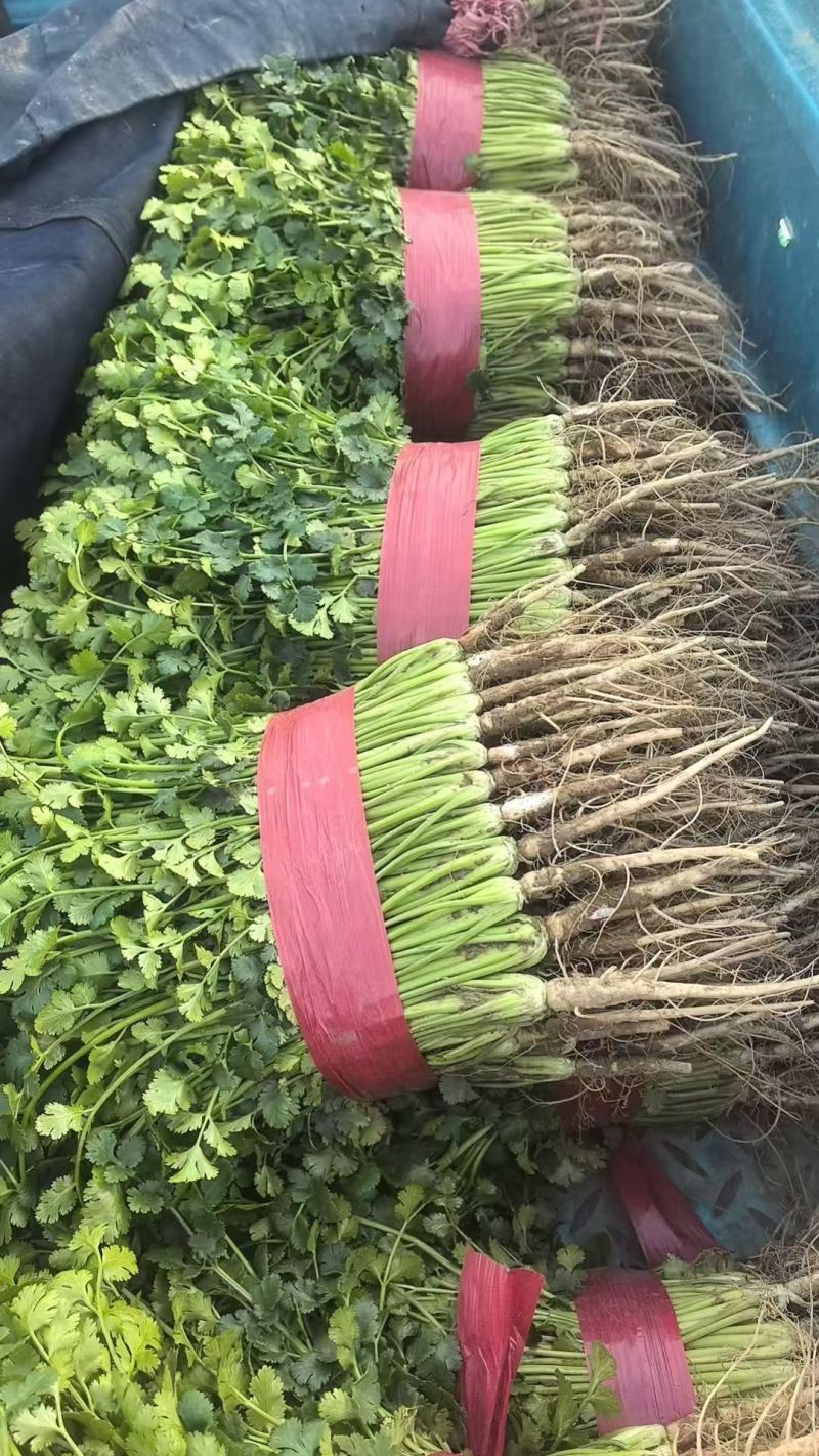 山东香菜莘县铁杆青香菜商超市场代发一手货源