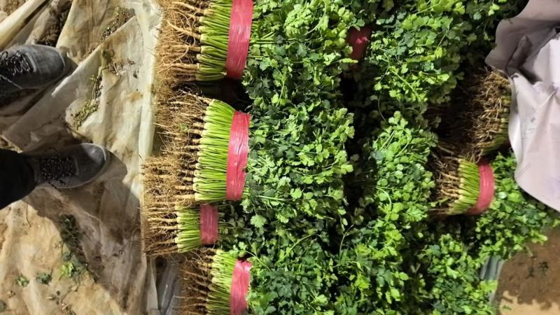 山东香菜莘县铁杆青香菜商超市场代发一手货源