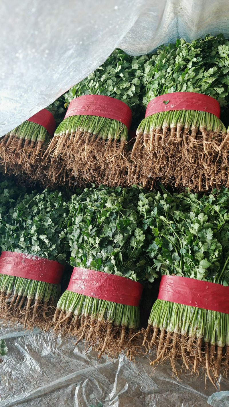 山东香菜莘县铁杆青香菜商超市场代发一手货源