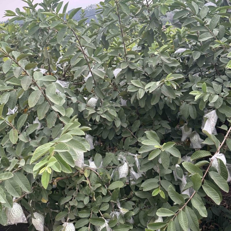 精品番石榴，欢迎各位老板定购