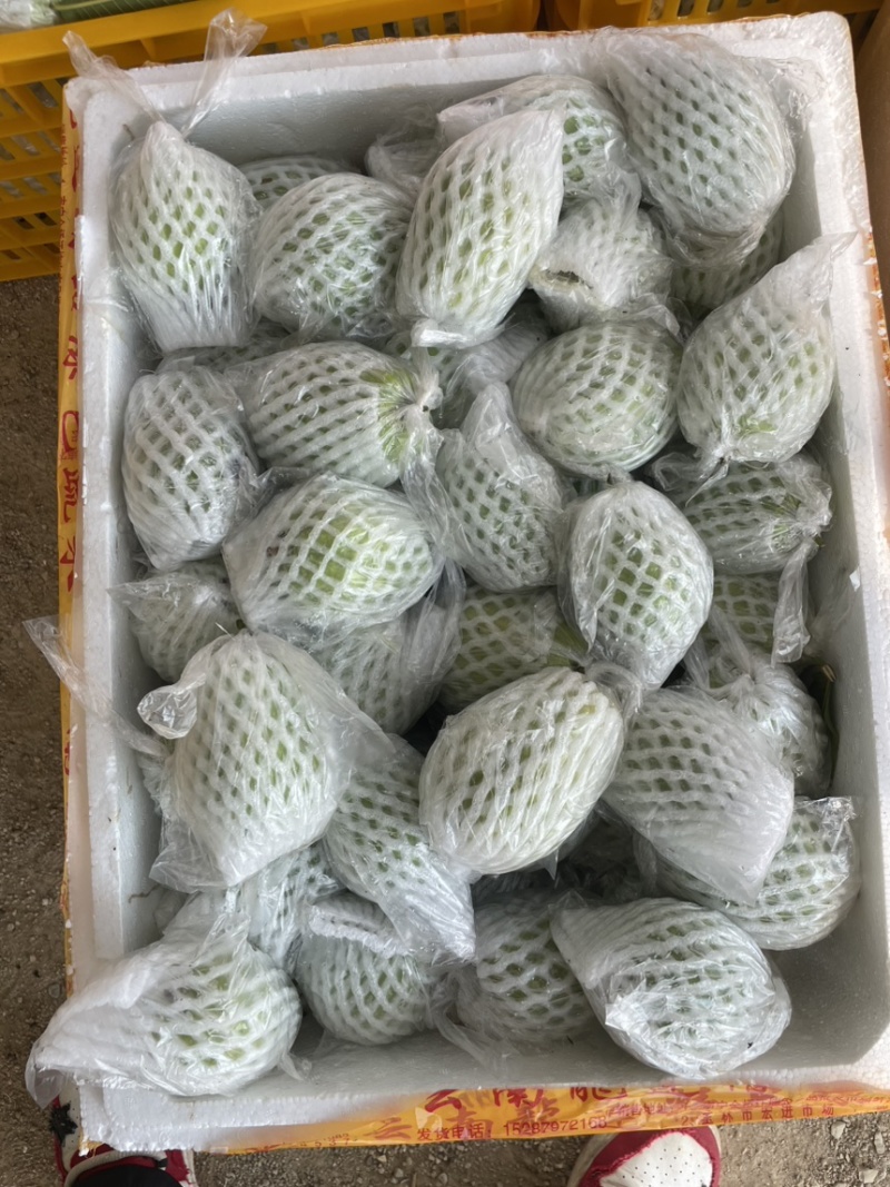 精品番石榴，欢迎各位老板定购