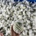 精品番石榴，欢迎各位老板定购
