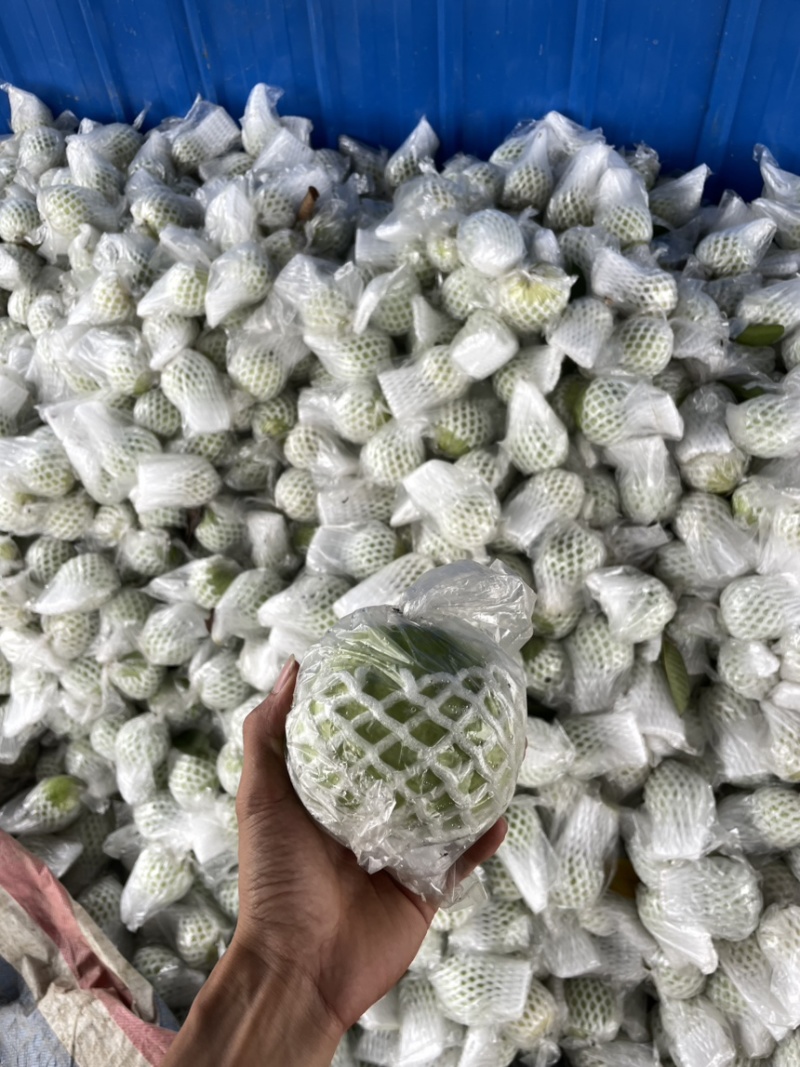 精品番石榴，欢迎各位老板定购