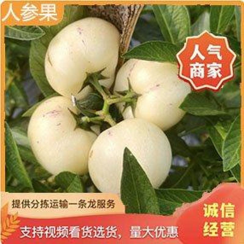 【现摘现发】人参果5斤家庭装清甜爆汁当季新鲜水果整箱包邮