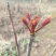 香椿芽