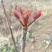 香椿芽