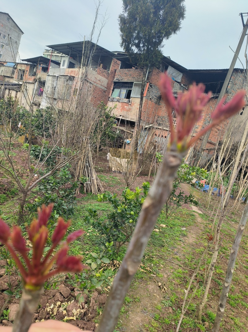 香椿芽