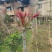 香椿芽