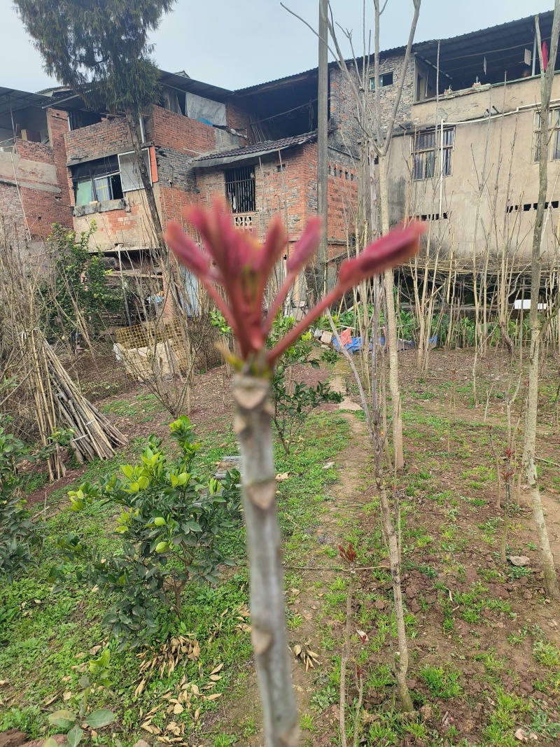 香椿芽