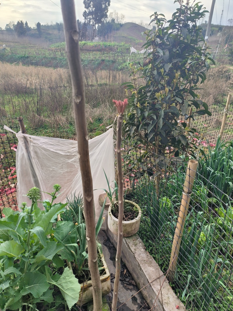 香椿芽