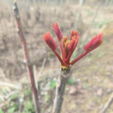 香椿芽