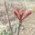 香椿芽