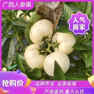 广西玉林产区人参果大量上市自家种植品质优良一手货源量大