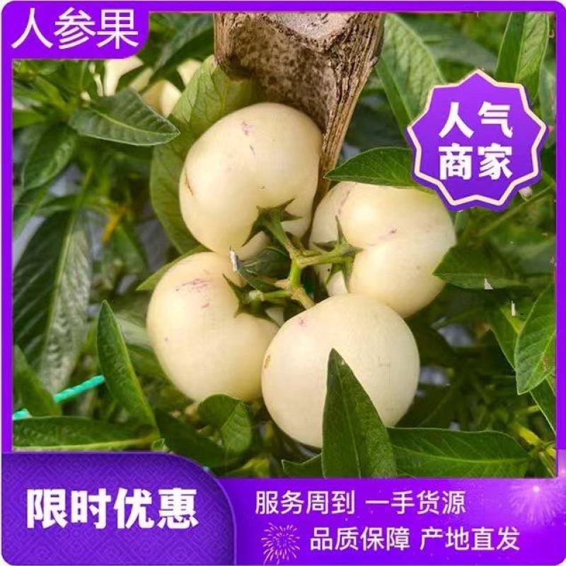 人参果自家货源自产自销一手货源对接电商平台一件代发