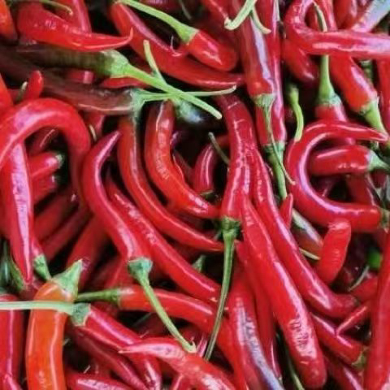 小米辣广东阳江产地直供，新鲜采摘，量大从优