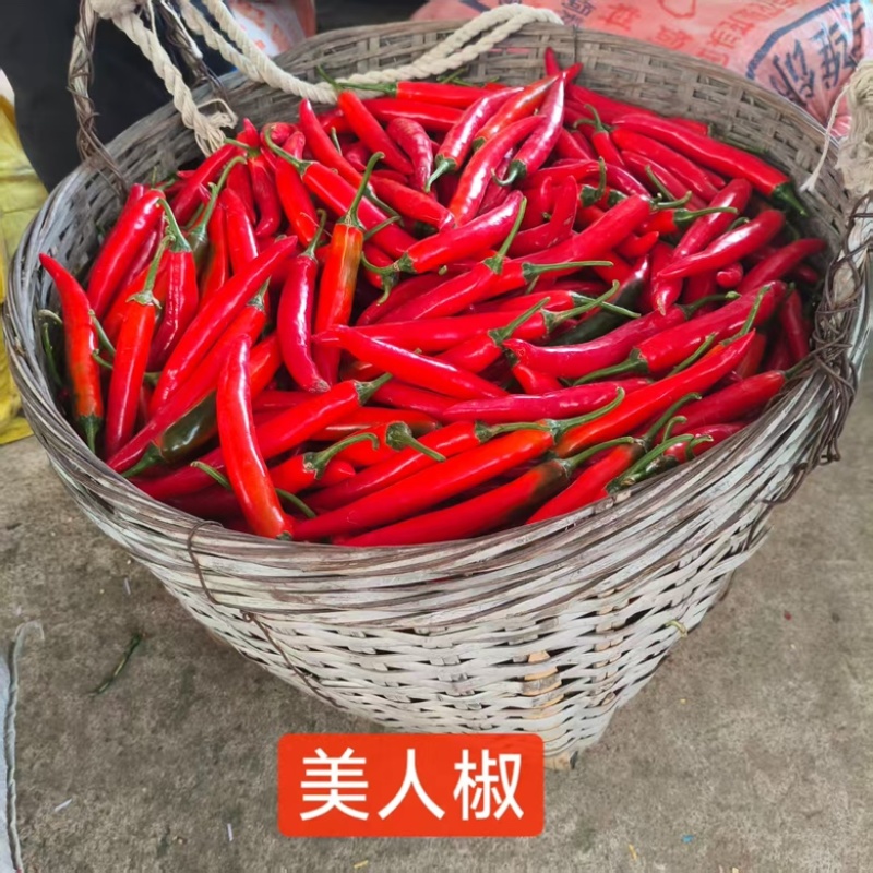 海花红美人椒10-15ccm硬皮地头价，要整车留言我