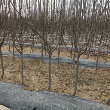 桃树苹果树梨树苗2-4公分梨树