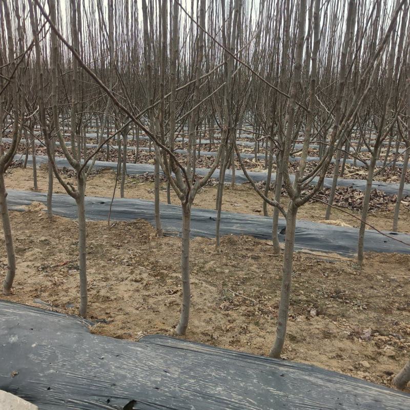 桃树苹果树梨树苗2-4公分梨树