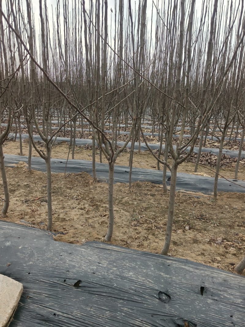 桃树苹果树梨树苗2-4公分梨树