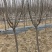 桃树苹果树梨树苗2-4公分梨树