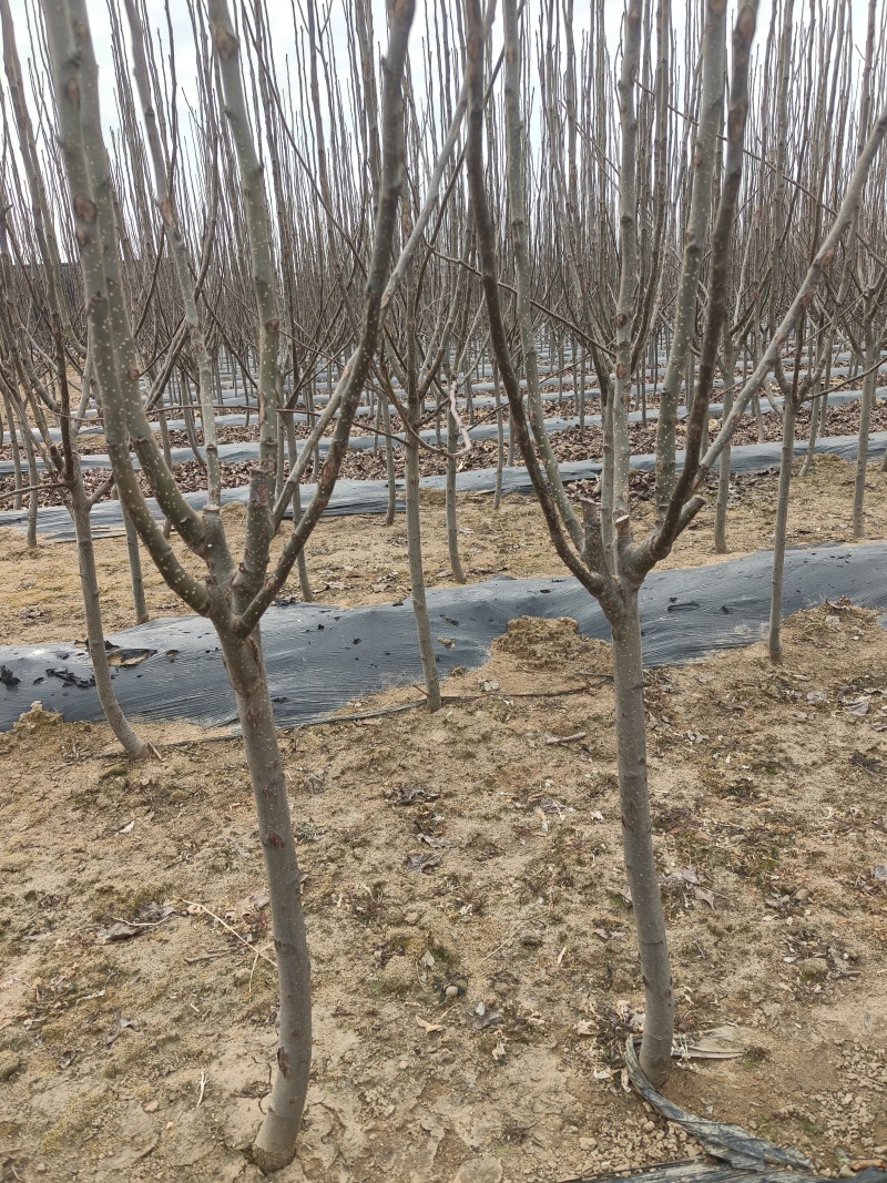 桃树苹果树梨树苗2-4公分梨树