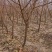 桃树苹果树梨树苗2-4公分梨树