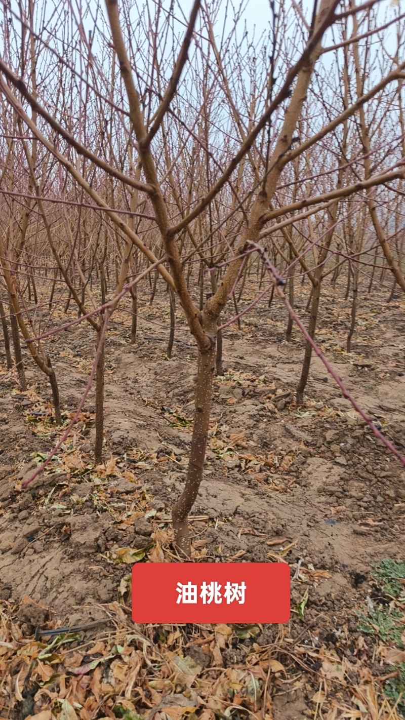 桃树苹果树梨树苗2-4公分梨树