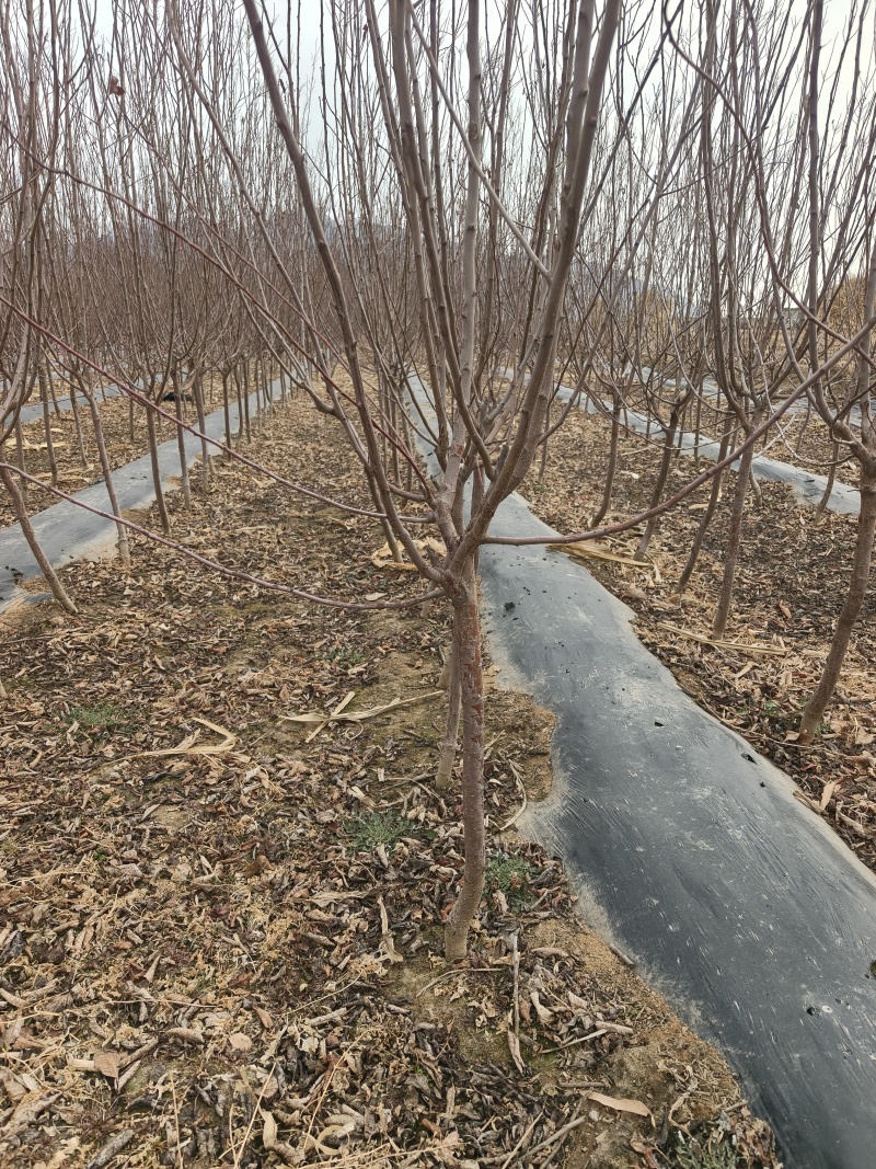 桃树苹果树梨树苗2-4公分梨树