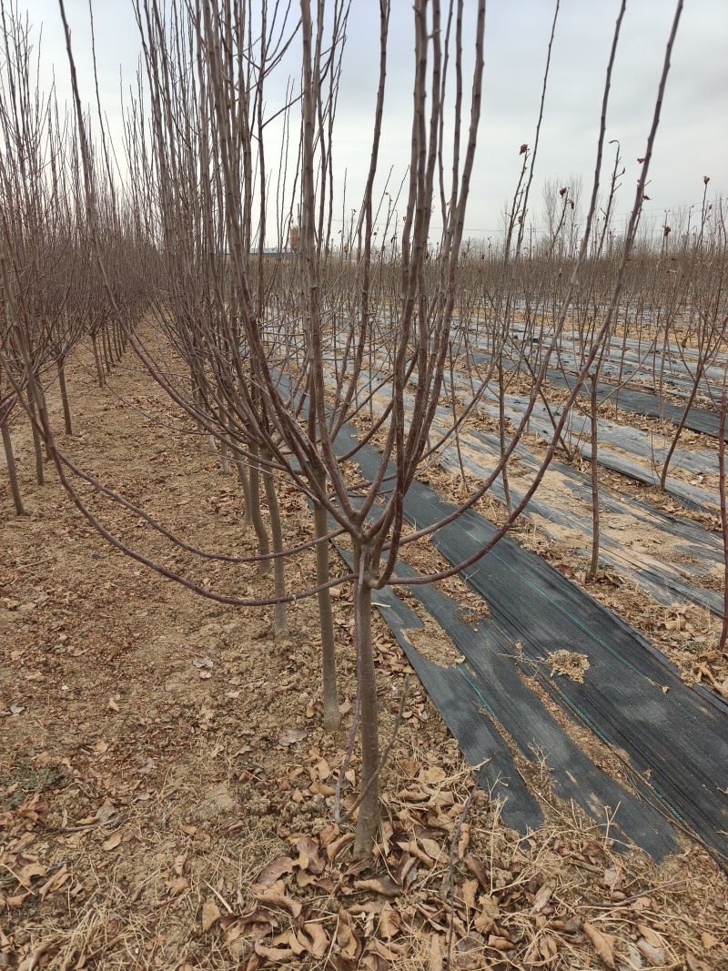 桃树苹果树梨树苗2-4公分梨树