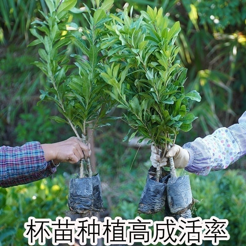 杨梅嫁接东魁，白玉杨梅苗早熟大果南北方可种当年结果