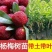 杨梅嫁接东魁，白玉杨梅苗早熟大果南北方可种当年结果