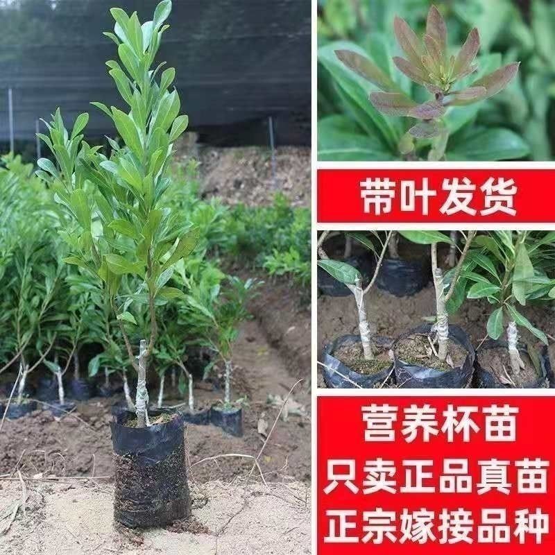 杨梅嫁接东魁，白玉杨梅苗早熟大果南北方可种当年结果