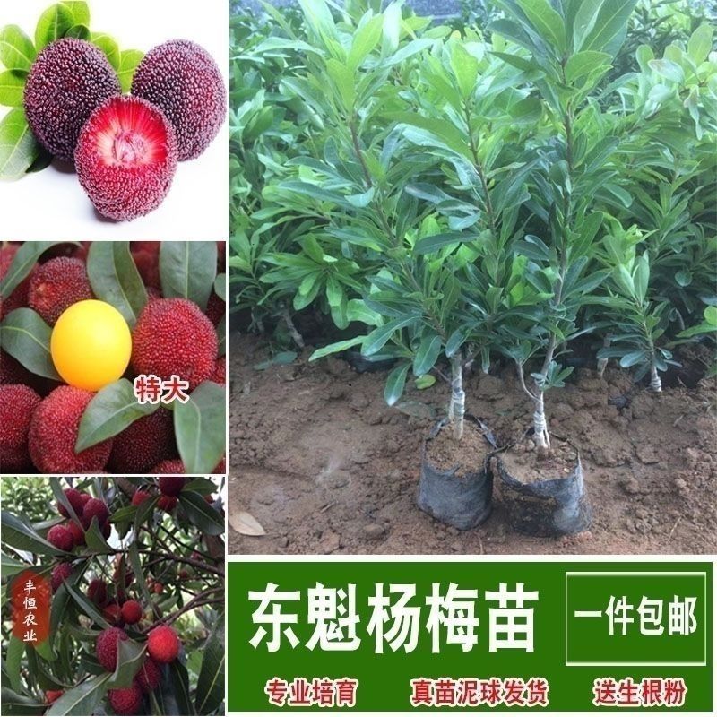 杨梅嫁接东魁，白玉杨梅苗早熟大果南北方可种当年结果