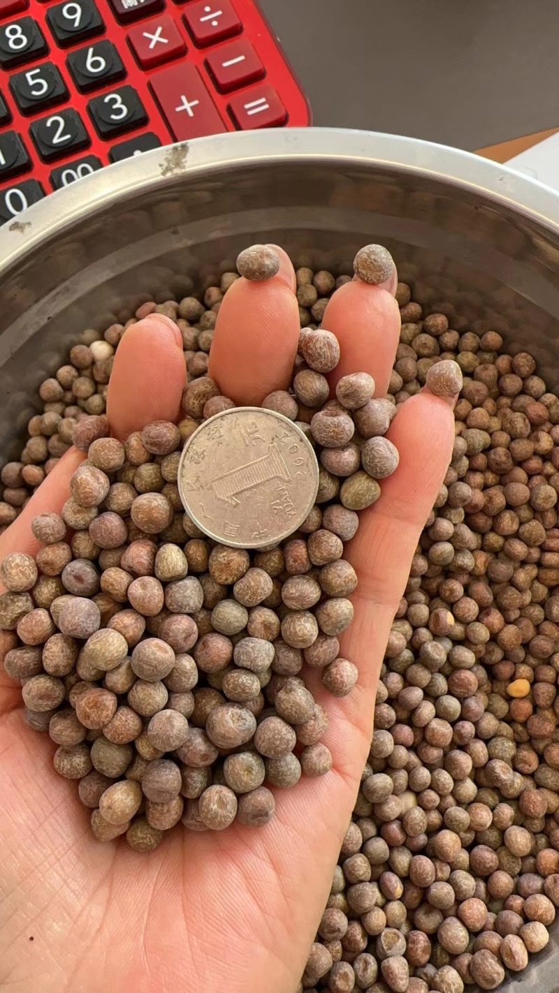 麻豌豆铁皮麻豌豆做豌豆苗