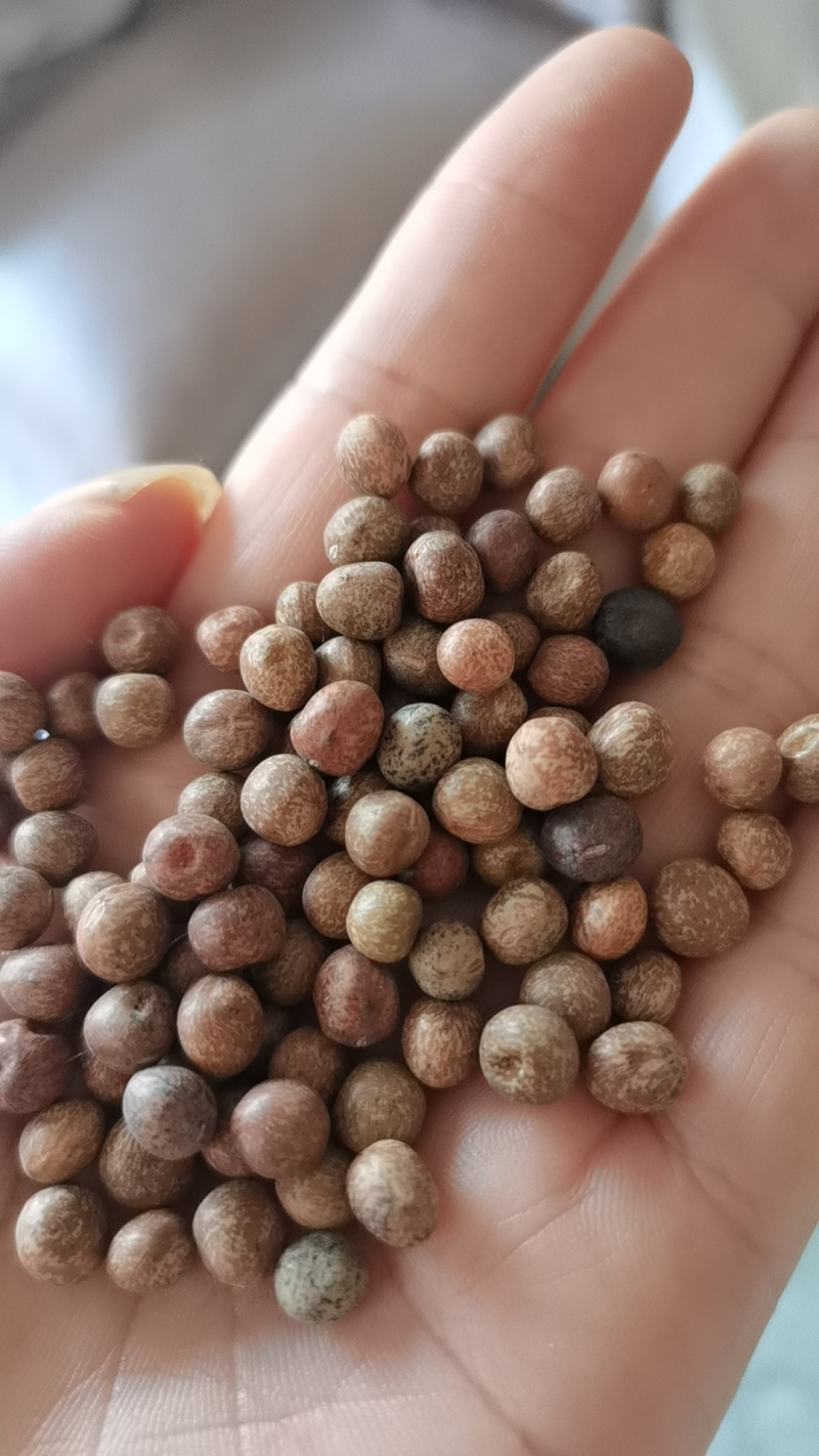 麻豌豆铁皮麻豌豆做豌豆苗