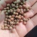 麻豌豆铁皮麻豌豆做豌豆苗